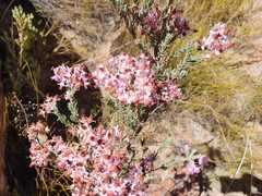 Erica eugenea