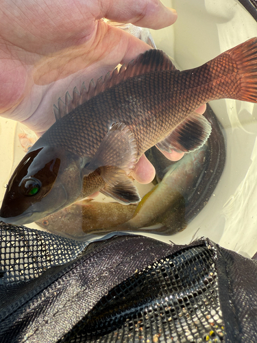Asian sheepshead wrasse (Semicossyphus reticulatus) — Labridae — 2