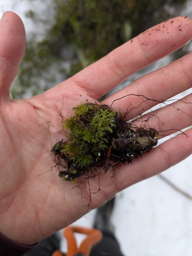 Waxy Earwort (Douinia ovata)