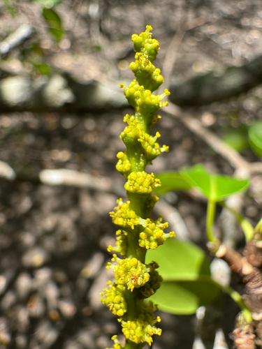 Manchineel (Hippomane mancinella)