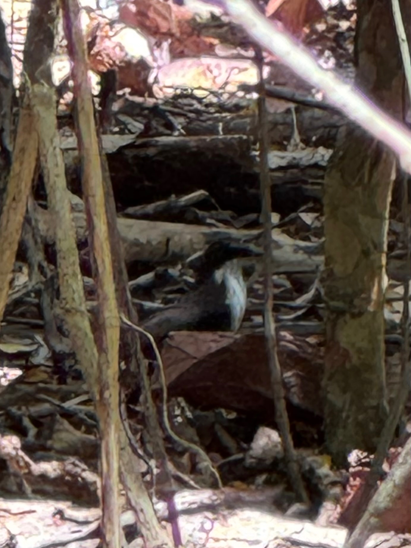 Martinique Thrasher (Ramphocinclus brachyurus), photo 4