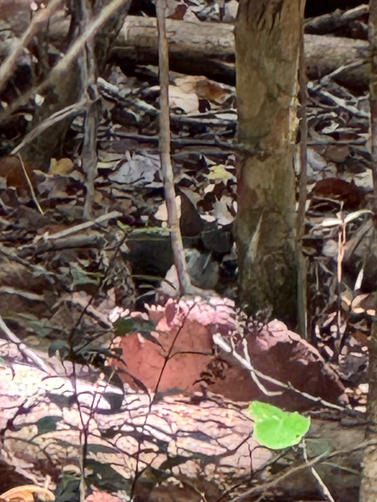 Martinique Thrasher (Ramphocinclus brachyurus), photo 3