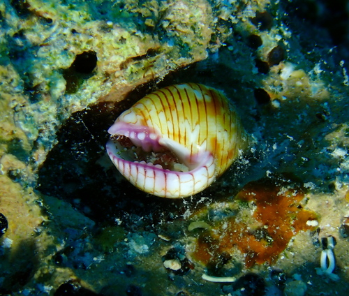 Euplica turturina observed 2026-02-11