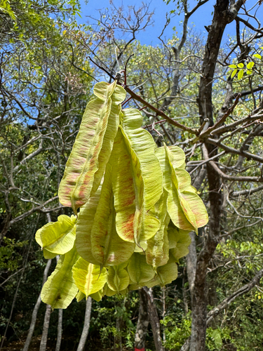 Piscidia carthagenensis, photograph 5