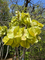 Piscidia carthagenensis, photograph (c) Matteo Bellucci, some rights reserved (CC BY)