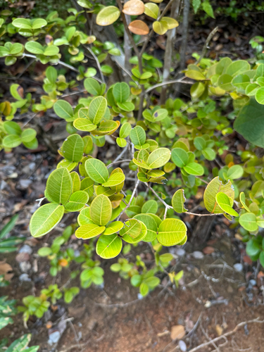 Red Rodwood (Myrcia citrifolia)
