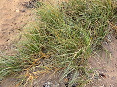 Spinifex