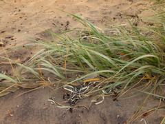 Spinifex