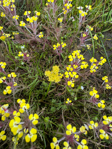 alkali desertparsley (Lomatium caruifolium)