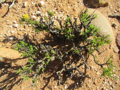 Osteospermum microphyllum