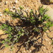 Osteospermum microphyllum - Photo (c) douglaseustonbrown, μερικά δικαιώματα διατηρούνται (CC BY-SA), uploaded by douglaseustonbrown