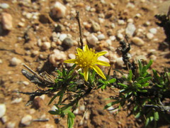 Osteospermum microphyllum