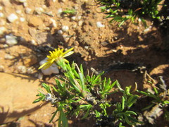 Osteospermum microphyllum