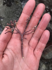 Calliarthron tuberculosum