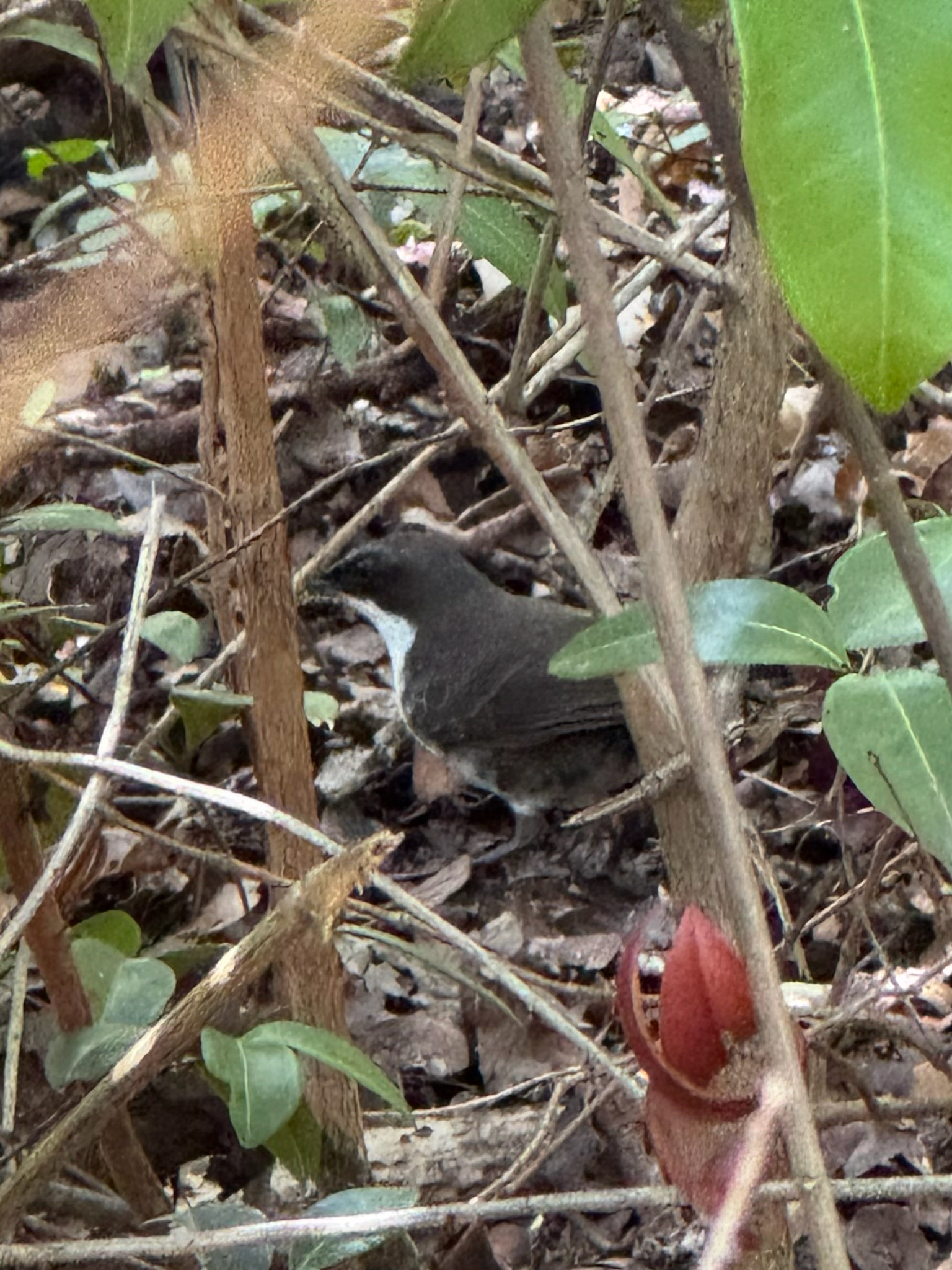 Martinique Thrasher (Ramphocinclus brachyurus), photo 6