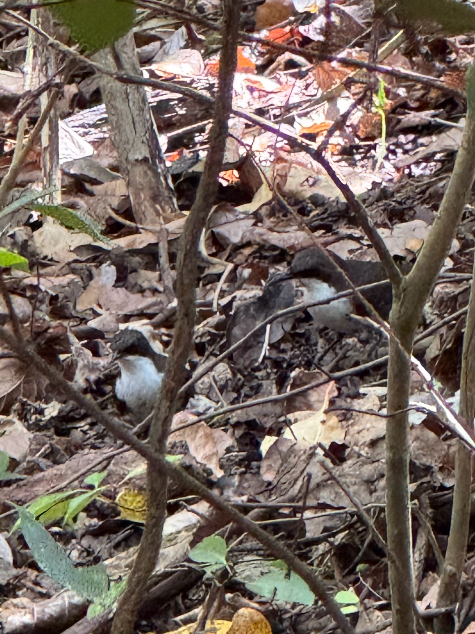 Martinique Thrasher (Ramphocinclus brachyurus), photo 5