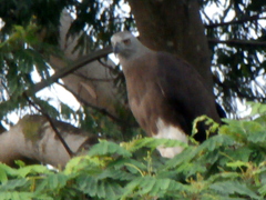 Haliaeetus ichthyaetus