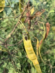 Prismatocerus prominulus