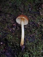 Pluteus romellii