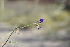 Psorothamnus emoryi arenarius