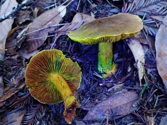 Cortinarius clandestinus
