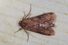 Stictopterinae