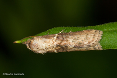 Stictopterinae