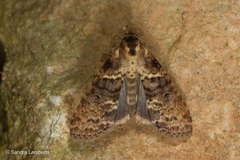 Stictopterinae