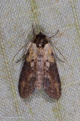 Stictopterinae
