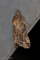 Stictopterinae