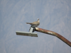 Streptopelia decaocto