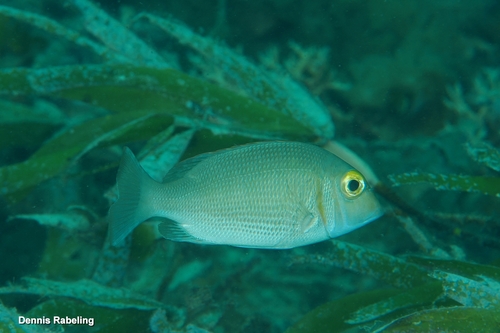 Lethrinus borbonicus observed 2026-01-25