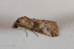 Stictopterinae