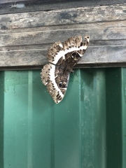 Erebus terminitincta