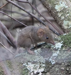 Antechinus stuartii