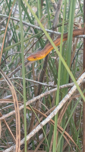 Pantherophis alleghaniensis observed by colemanevansgk