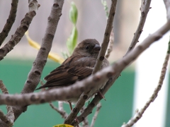 Passer domesticus