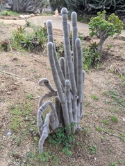 Cleistocactus strausii