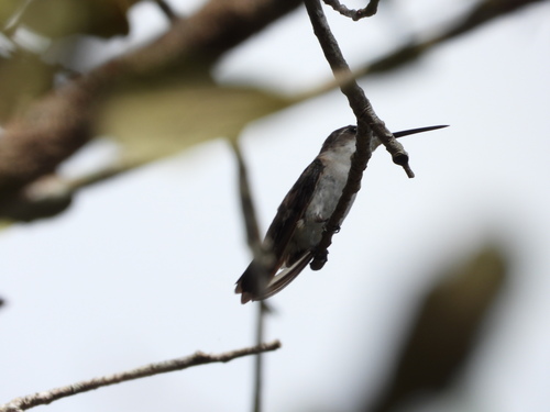 Ruby-throated Hummingbird observed by almansa