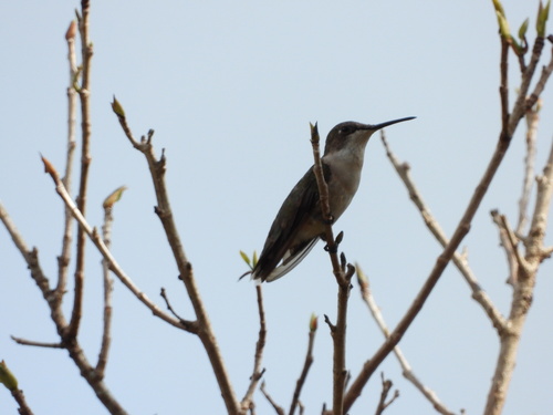 Ruby-throated Hummingbird observed by almansa