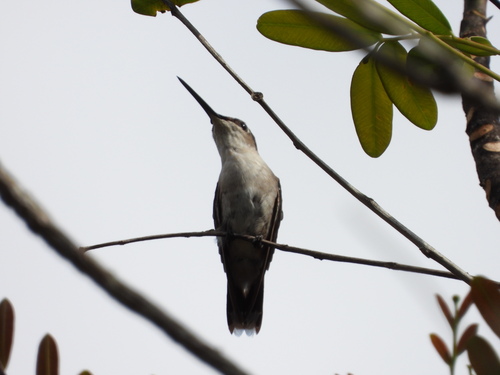 Ruby-throated Hummingbird observed by almansa