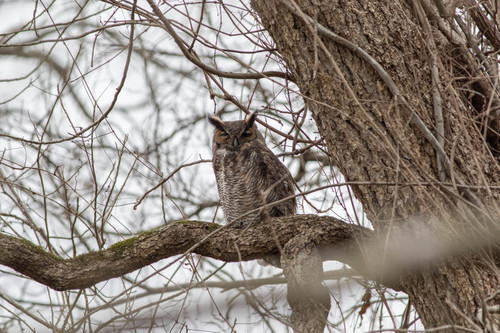 Great Horned Owl photographed in Louisiana