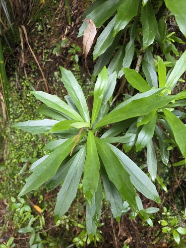 Kirk's tree daisy (Brachyglottis kirkii)