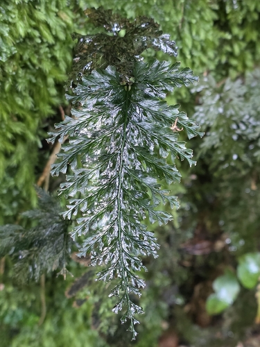 Bristle Fern (Abrodictyum elongatum)