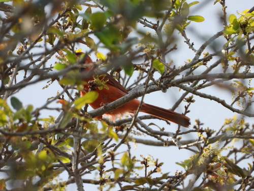 Northern Cardinal