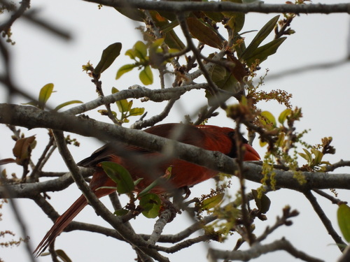Northern Cardinal