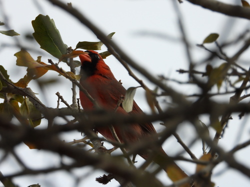 Northern Cardinal