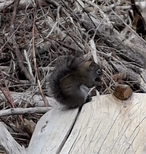 Fremont's Squirrel observed by ardy3