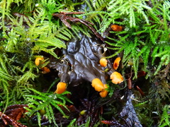Peltigera cinnamomea