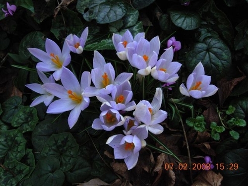 Redolent Crocus